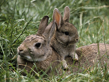 Animals, Rabbits HD wallpaper