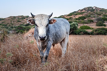 Animals, Grass, Meadow, Cow, Pasture HD wallpaper