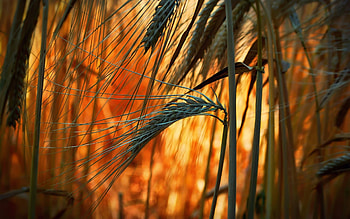 Plants, Wheat HD wallpaper