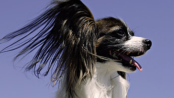 Papillon Dog, Miniature size, Cute doggy, Toy spaniel breed HD wallpaper