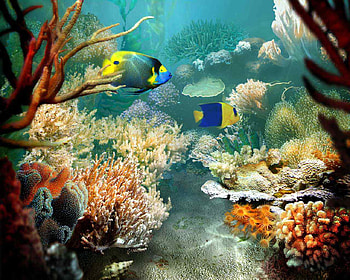 Animal, Sea Life HD wallpaper