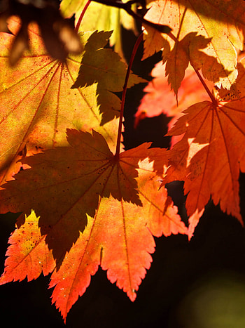 Fall leaf beauty, Beautiful autumn scenes, you'll love HD phone wallpaper