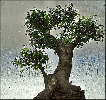 Baobab on Window, art , baobab tree, window, raindrops, nice, bonsai HD wallpaper