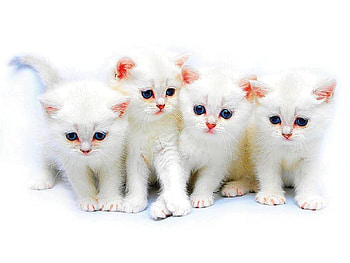 four sweetie, cats, graphy, sweetie, animals HD wallpaper