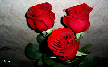Plants, Flowers, Roses HD wallpaper