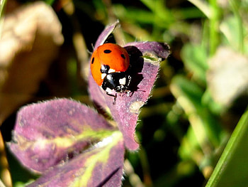 ladybug, grean, flowers, day HD wallpaper