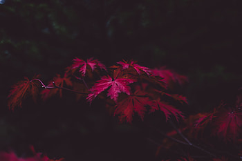 Leaves, Dark, Wood, Tree HD wallpaper