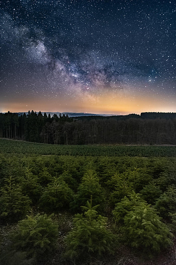 Nature, Trees, Forest, Starry Sky HD phone wallpaper