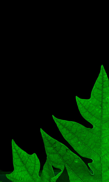 Leaf green Amoled, Cool, green, nature, leaf HD phone wallpaper