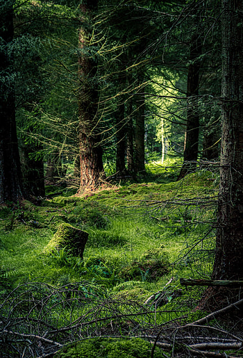 Nature, Trees, Grass, Pine, Forest HD phone wallpaper