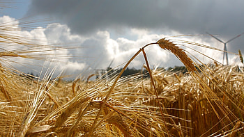 Nature, Clouds, Macro, Field, Ear HD wallpaper