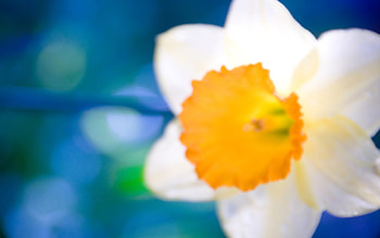 Wonderful blurriness, white, nature, petal, flower HD wallpaper