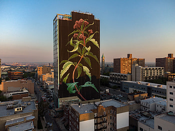 Jersey City, Wildflower blooms, Mural, Mona Caron HD wallpaper