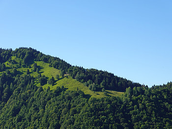 Nature, Trees, Greens, Hill HD wallpaper