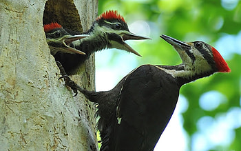 Woodpecker, Artistic , Nature's inspiration, Bird's charm HD wallpaper