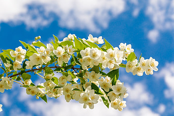 Jasmine, sky, nature, flower HD wallpaper