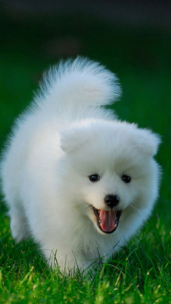 Cute puppy android , Android charm HD phone wallpaper