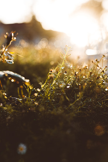 Grass, Macro, Glare, Blur, Smooth, Sunlight HD phone wallpaper