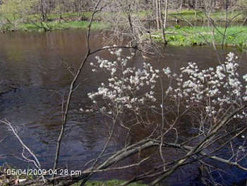 White Leaves Over River, river, pine river, vestaburg, mi, michigan, rivers HD wallpaper