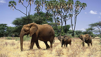 Elephants family , Captivating HD wallpaper