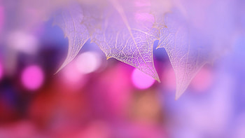 Pink Leaf Macro, pink, leaf, nature, macro HD wallpaper