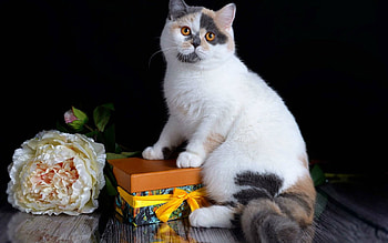 I have a gift for you..., animal, white, black, cute, peony, cat, gift, woman, pisica, valentine, rose, day, box, flower, yellow, mother HD wallpaper
