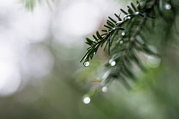 Close-up shot of raindrops on pine needles, capturing nature's delicate beauty. HD wallpaper