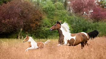 Brown White Horses Are Running In Wheat Field In Blur Nature Background Horse HD wallpaper