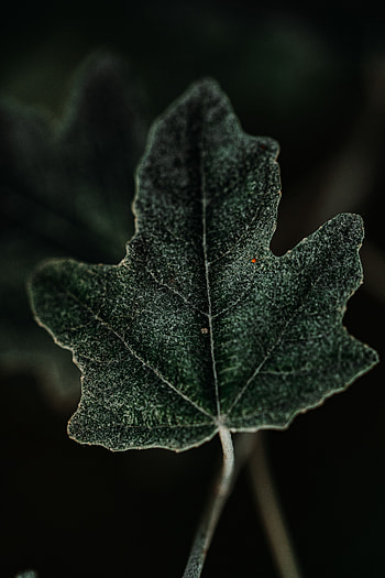 Plant, Macro, Sheet, Leaf HD phone wallpaper