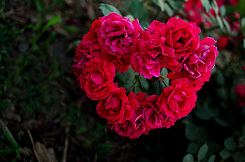 Flowers, Roses, Love, Branches, Heart HD wallpaper