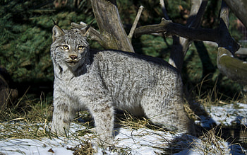 Animals, Winter, Snow, Iris, Stroll HD wallpaper