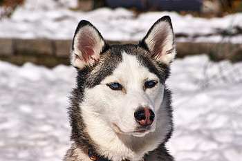Animals, Snow, Dog, Muzzle, Husky HD wallpaper