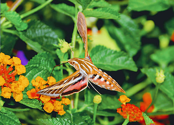 Insect with longest tongue, New species, Moth with long tongue HD wallpaper