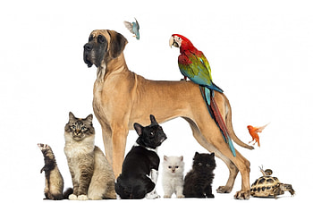Pets, dog, kitten, animal, white, black, cat, pisica, red, card, parrot, caine HD wallpaper