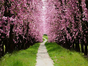 Cherry Blossom Lane, sunshine, pathway, cherry blossom trees, nature, grass HD wallpaper
