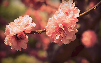 Blossom HD wallpaper