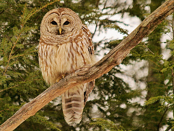 Animals, Owl, Feather, Bird, Wood, Tree, Branches, Predator HD wallpaper