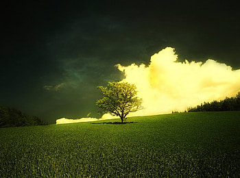 lonely tree, fields, nature, lonely, tree HD wallpaper