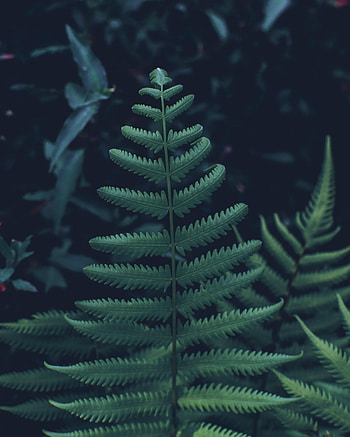 Leaves, Plant, Macro, Fern, Carved, Vegetation HD phone wallpaper