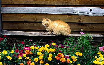 Cat and flowers, cats, flowers HD wallpaper