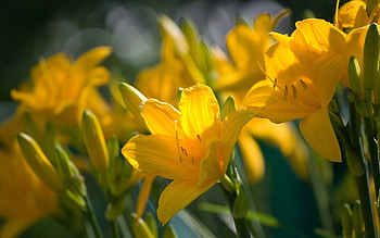 Flowers, Background, Macro HD wallpaper