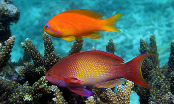 Sea Goldies, sea, goldies, fish, coral HD wallpaper