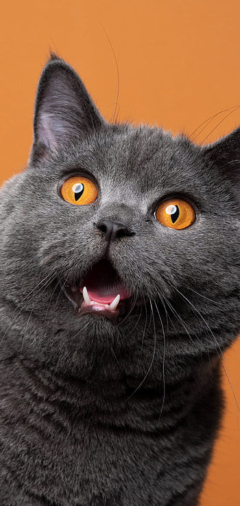 Amber Eyes — Grey Cat , Animal, cat HD phone wallpaper