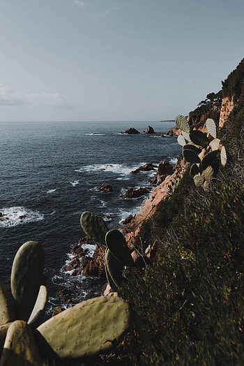 Nature, Cactuses, Sea, Rock, Coast HD phone wallpaper