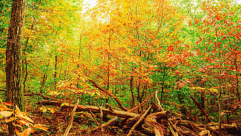 Hiking in New Jersey during Autumn, colors, trees, leaves, fall, usa HD wallpaper