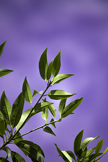 Background, Leaves, Violet, Miscellanea, Miscellaneous, Branch, Purple HD phone wallpaper