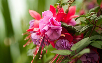 Beautiful Flowers, purple, pink, beautiful, flowers HD wallpaper