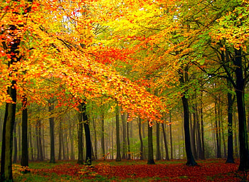 Colors of Autumn, beautiful HD wallpaper