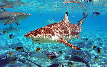 moving fish . Â«Â« HD wallpaper