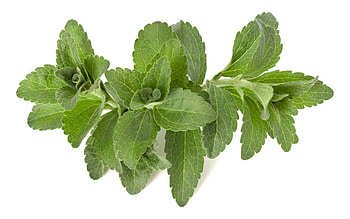 Stevia, Organic stevia, Archives, Food HD wallpaper